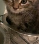 Kitten Sits In Food Bowl To Drink Water