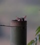 Lesser Bush Babies Emerge From Fence Pole Nest