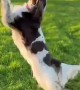 Spaniel Hops And Dances In The Setting Sun