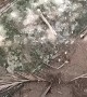 Headbanging Lizard Breaks Tree Branch