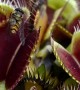 Close-Up Footage of Venus Flytraps Catching Flies