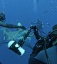 Diver Feeds Bull Shark By Hand