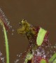 Time Lapse Footage of Drosera Capensis Eating Flies