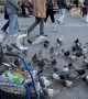 Man Has Masterfully Trained New York Pigeons