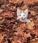 Kitten Pounces Through Autumn Leaves
