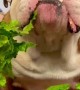 Bulldog Lettuce ASMR