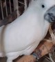 Cockatoo's Nightly Spinning Screams For Fun