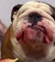 English Bulldog Slurps Down Watermelon