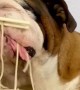 Bulldog Devours Noodles ASMR