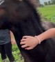 Sweet Baby Horse Loves Scritches