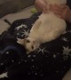 Owner Plays With Cat's Wiggly Legs