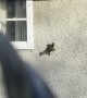 Spider Squirrel Crawls on Wall