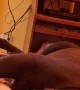 Pitbull Gets That Good Honk Shoo Mimimi Sleep