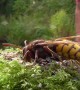 Close Look At A European Hornet
