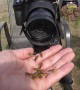 Man Holds Hornets and Yellow Jackets on His Bare Hands