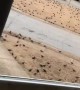 Massive Flock of Birds Invade Georgia Neighborhood