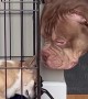 American Bully Opens Cage for his Dog Friend