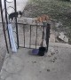 Two Dogs Steal Another Dog