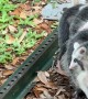 Opossum Mom Squeezes Under Building With Her Babies