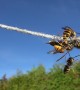 Acrobatic Yellow Jackets Feed On Rope