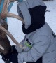 Boy's Jacket Gets Hooked on Reindeer's Antlers