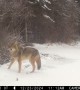 Coyote Zoomies Captured on Trail Cam