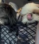 Shih Tzu Smushes Face Through Mesh Barrier for Treat