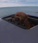 Dog Enjoys the Air on 7-Mile Bridge