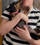 Miniature Dachshund Puppy Surprise Gift