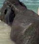 Elephants Bathe in the Sea With Humans