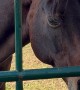 Goofiest Horse On The Farm
