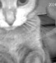 Canadian Cat Bats Camera Around