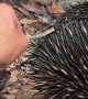 Huge Leech Pulled Off Echidna