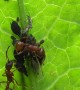 Ants Tending Aphids