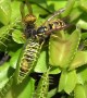 Venus Flytrap Catches Yellow Jackets