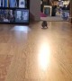 Speedy Hedgehog Scurries Across Slippery Floor