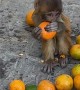 Feeding Oranges to Wild Monkeys