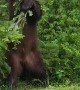 Black Bear Scratches Itch With Tree