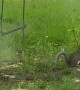 Squirrel Jumps For Rope Ladder Swing