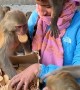 Joyful Monkey Feeding