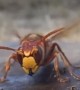 Hornet Hunts Ants