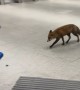Mr. Fox Needs to Catch His Train