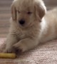 Cannoli The Golden Puppy Versus A Carrot