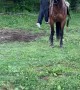 Wild Mustang Unexpectedly Runs Off