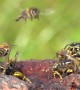 Honeybees And Wasps Crash Landing On The Water