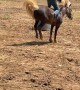 Pony Tries To Buck Young Person Off