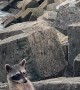 Raccoon Relaxes On Waterside Rocks