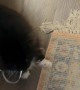 Balloon Triggers Cat Zoomies