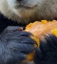 Panda Eating Pumpkin