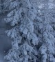 Skier Disappears Into Trees